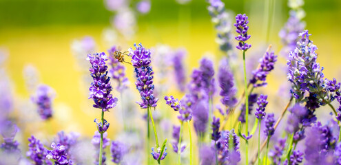 Spring lavender flowers under sunlight. Lilac flowers close up. Beautiful landscape of nature with a panoramic view. Hi spring. long banner