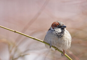 Bird, house sparrow or twig in nature for break, foraging or search for nest foliage on ground. Young male animal, garden or rest on stick from flight, habitat creation or looking for mate in Denmark