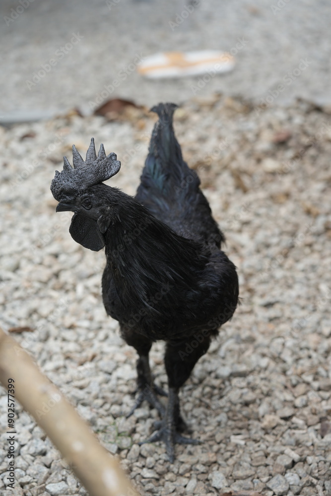 Poster The Ayam Cemani is a rare and striking chicken breed known for its all-black appearance. Originating from Indonesia, this breed is prized for its unique pigmentation and cultural significance.|西馬尼烏雞