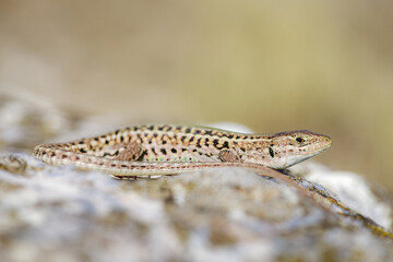Close-up of a Balkan wall lizard (Podarcis tauricus)