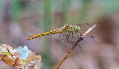 dragonfly on a branch