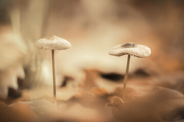 Close-up of mushrooms in the forest litter
