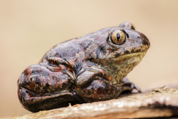 Close-up of a common spadefoot toad (Pelobates fuscus)