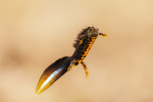 Close-up of a male great crested newt (Triturus cristatus)
