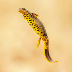 Close-up of a female great crested newt (Triturus cristatus)