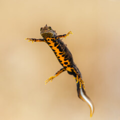 Close-up of a male great crested newt (Triturus cristatus)