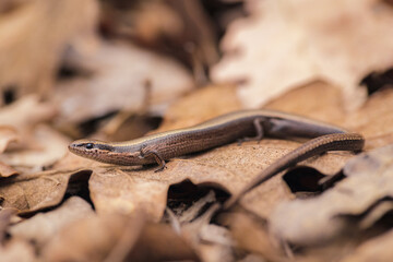 Ablepharus kitaibelii