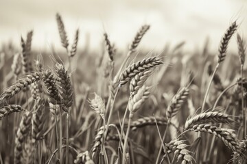 Fototapeta premium A black and white photograph of a field of wheat