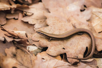 European copper skink (Ablepharus kitaibelii)