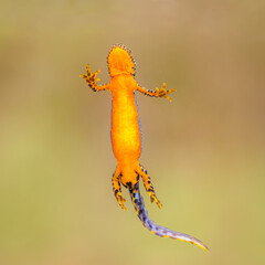 Close-up of a male alpine newt (Ichthyosaura alpestris)