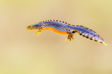 Close-up of a male alpine newt (Ichthyosaura alpestris)