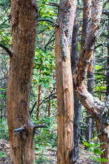 Fototapeta premium tree in the forest