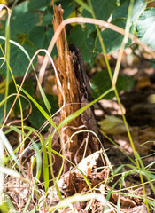 squirrel on the ground