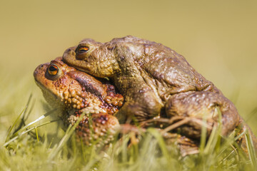 Common toads (Bufo bufo) in amplex