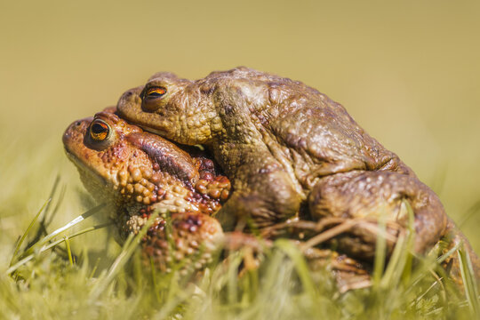 Common toads (Bufo bufo) in amplex