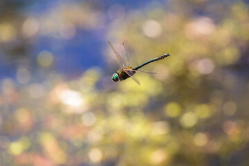 Close-up of a downy emerald dragonfly (Cordulia aenea)