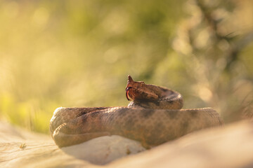 Close-up of a nose-horned viper (Vipera ammodytes)