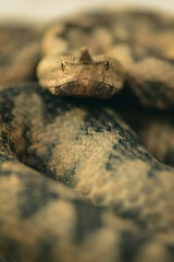 Close-up of a nose-horned viper (Vipera ammodytes)