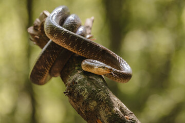 Close-up of an Aesculapian snake (Zamenis longissimus)