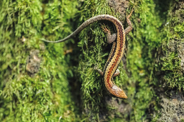 Close-up of a meadow lizard (Darevskia praticola)