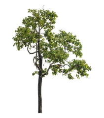Obraz premium Green tree isolated on transparent background with clipping path and alpha channel.