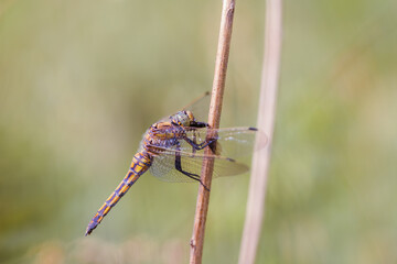 Close-up of a black-tailed skimmer (Orthetrum cancellatum)
