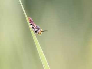 Small bee resting on a blade of grass