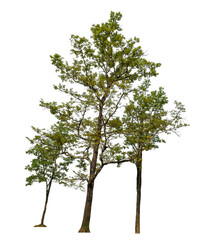 Obraz premium Green trees isolated on transparent background with clipping path and alpha channel..