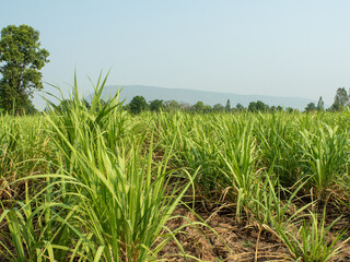 Sugarcane fields, blue sky and clear sky days in Thailand.