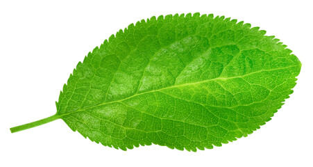 Plum leaf isolated on white background
