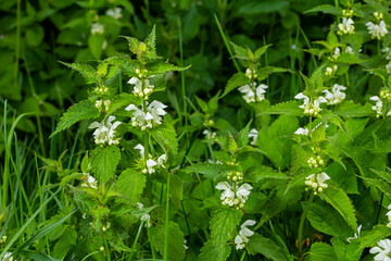 The blossoming dead nettle in sunny day a close up. Lamium album. Lamiaceae Family