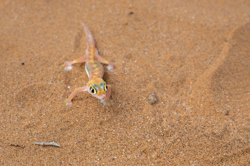 The Namib desert gecko (Pachydactylus vanzyli), also known as the Kaoko web-footed gecko stting in the red sand of the Namib Desert near Swakopmund in Namibia