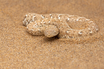 The sidewinder.  The Desert sidewinding adder (Bitis peringueyi), also known as the Peringuey's adder or Peringuey's desert adder  moving in the red sand of the Namib Desert near Swakopmund in Namibia