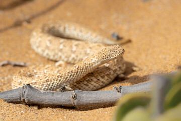 The sidewinder.  The Desert sidewinding adder (Bitis peringueyi), also known as the Peringuey's adder or Peringuey's desert adder  moving in the red sand of the Namib Desert near Swakopmund in Namibia