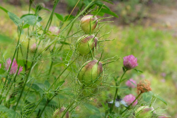 Nigella seed is growing in garden. Seeds in country garden. Medicinal plant. Countryside in spring.