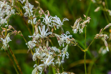 Silene nutans, Nottingham Catchfly, Caryophyllaceae. Wild plant shot in summer