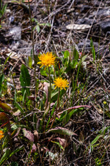 Flowering Hieracium pilosella on a meadow