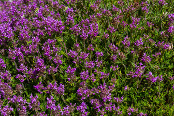 Blossoming fragrant Thymus serpyllum, Breckland wild thyme, creeping thyme, or elfin thyme close-up, macro photo. Beautiful food and medicinal plant in the field in the sunny day