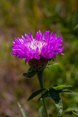 Psephellus dealbatus Psephellus dealbatus is a herbaceous plant, a species of the genus Psephellus , family Asteraceae