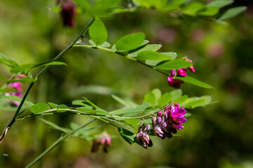 Lathyrus niger grows in the wild nature of the forest in spring