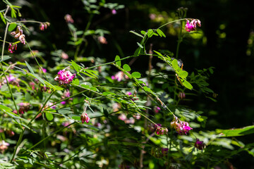 Lathyrus niger grows in the wild nature of the forest in spring