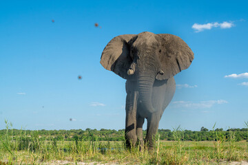 Close encounter with a bull elephant from a boat. African elephant showing dominant behaviour at the Chobe River between Botswana and Namibia in the green season.