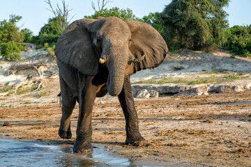Obraz premium Close encounter with a bull elephant from a boat. African elephant showing dominant behaviour at the Chobe River between Botswana and Namibia in the green season.