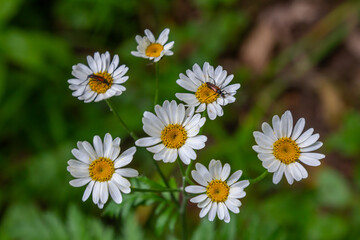 In the spring in the wild in the woods blooms tansy shields Tanacetum corymbosum