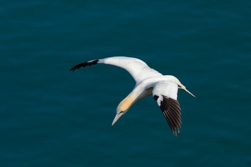 Obraz premium A lone northern gannet (Morus bassanus or Sula bassana) soaring gracefully above the North Sea off the coast of Northern England.