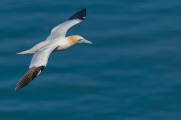 A lone northern gannet (Morus bassanus or Sula bassana) soaring gracefully above the North Sea off the coast of Northern England.