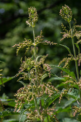 Urtica dioica or stinging nettle, in the garden. Stinging nettle, a medicinal plant that is used as a bleeding, diuretic, antipyretic, wound healing, antirheumatic agent