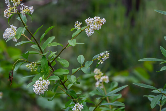 Ligustrum Vulgare" Images  Browse 1,803 Stock Photos, Vectors, and Video |  Adobe Stock