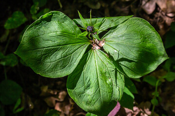 Very poisonous plant Raven's eye four-leaf Paris quadrifolia also known, berry or True Lovers Knot growing in the wild in a forest