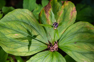 Very poisonous plant Raven's eye four-leaf Paris quadrifolia also known, berry or True Lovers Knot growing in the wild in a forest